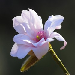 Magnolia 'Pink Beauty'