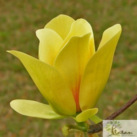Magnolia 'Sunsation'