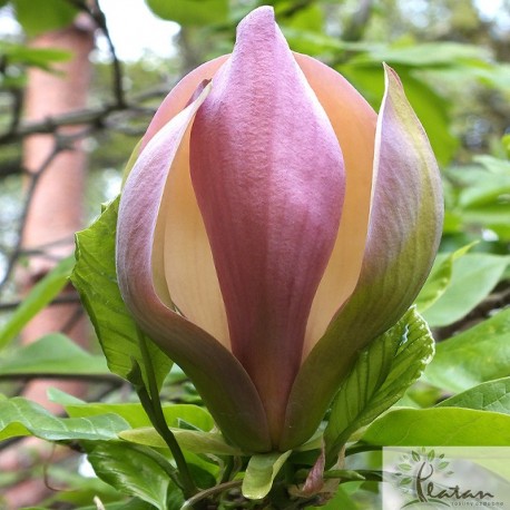 Magnolia 'Woodsman'