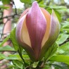 Magnolia 'Woodsman'