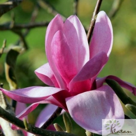 Magnolia 'Yaeko'