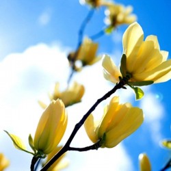 Magnolia 'Yellow Lantern'
