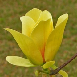 Magnolia 'Sunsation'