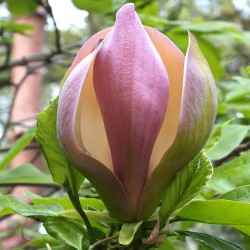 Magnolia 'Woodsman'